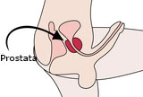 Prostata Prostata